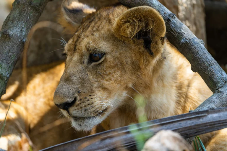 Big Five wildlife on a Tanzania safari