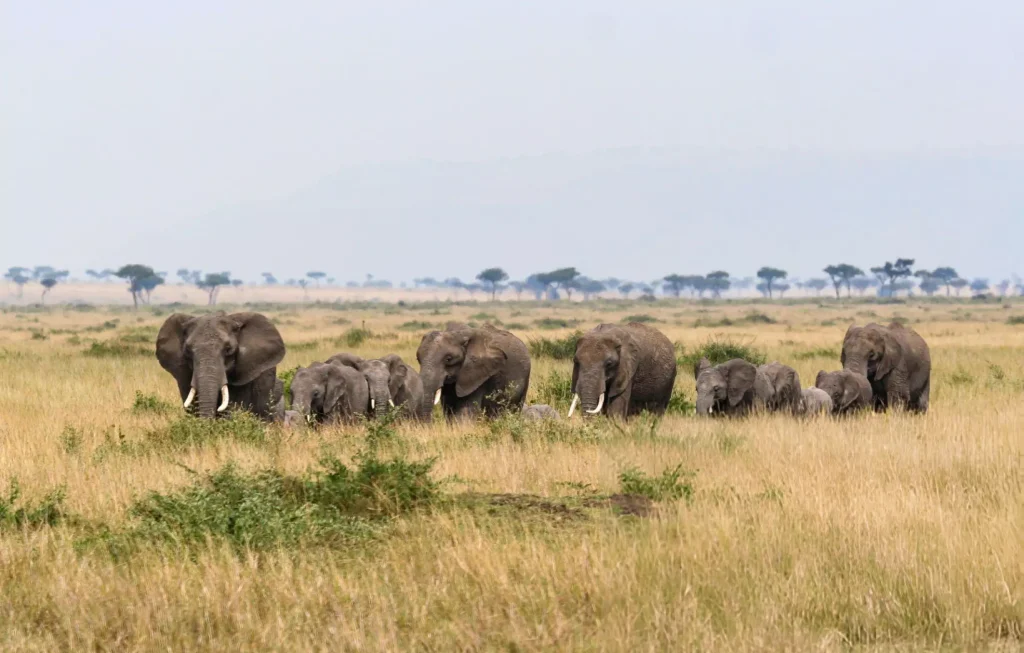 Walking safari on foot in the Tanzanian bush