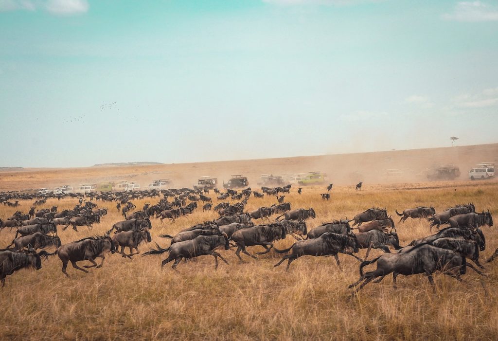 Wildebeest herds on the Serengeti plains during the Great Migration