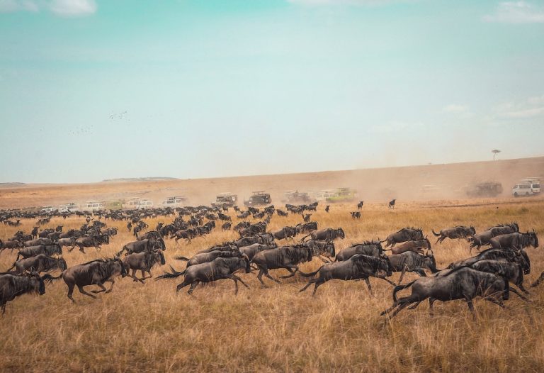 Wildebeest herds on the Serengeti plains during the Great Migration