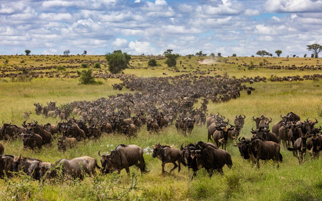 Great Migration herds crossing the Serengeti in Tanzania